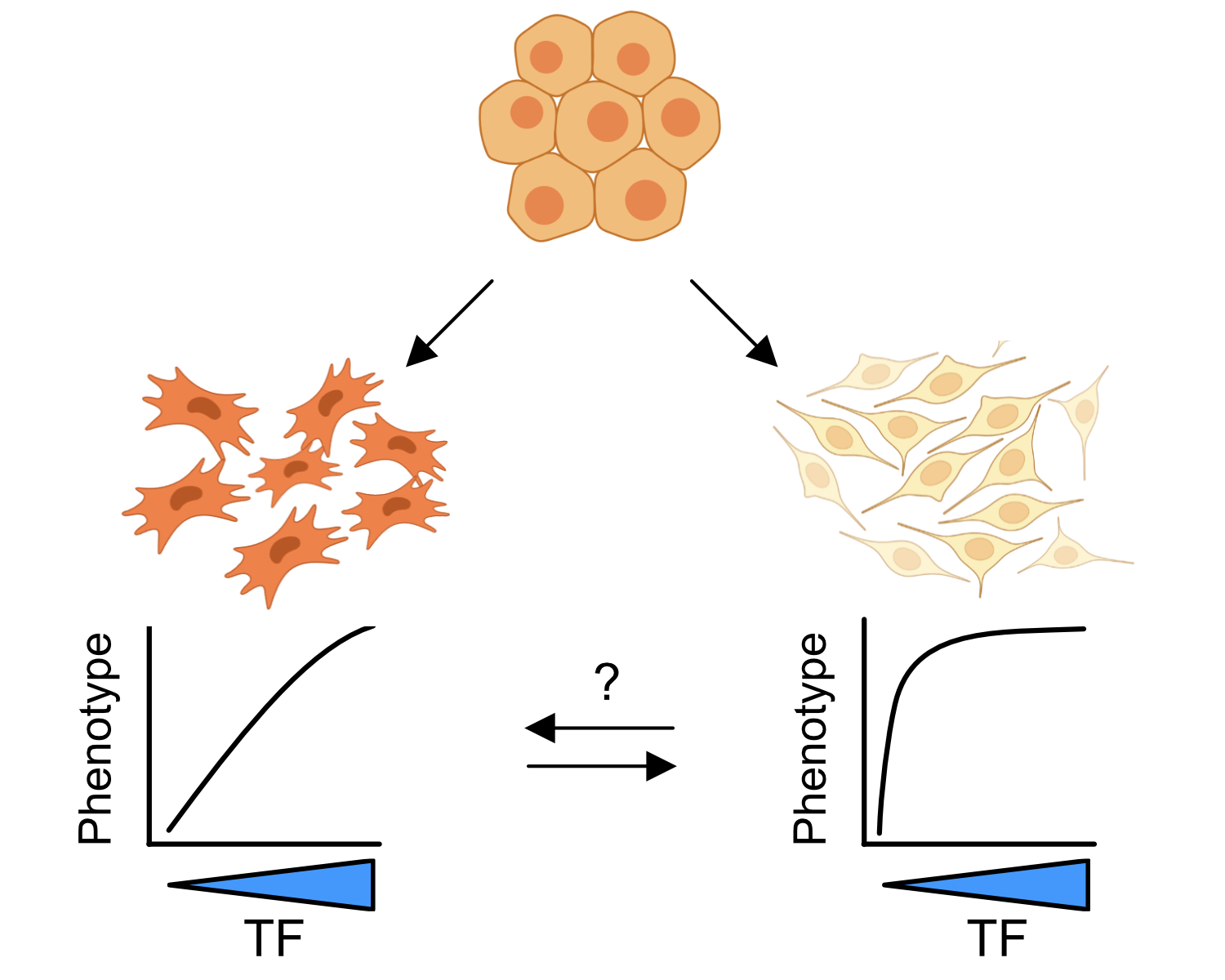 Cell type specificity of TF dosage sensitivity