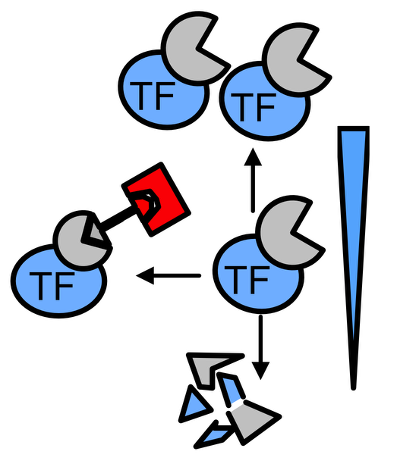 Tools to quantitatively manipulate TF function