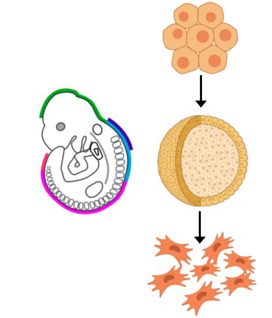 Transcriptional control of human neural crest development and disease