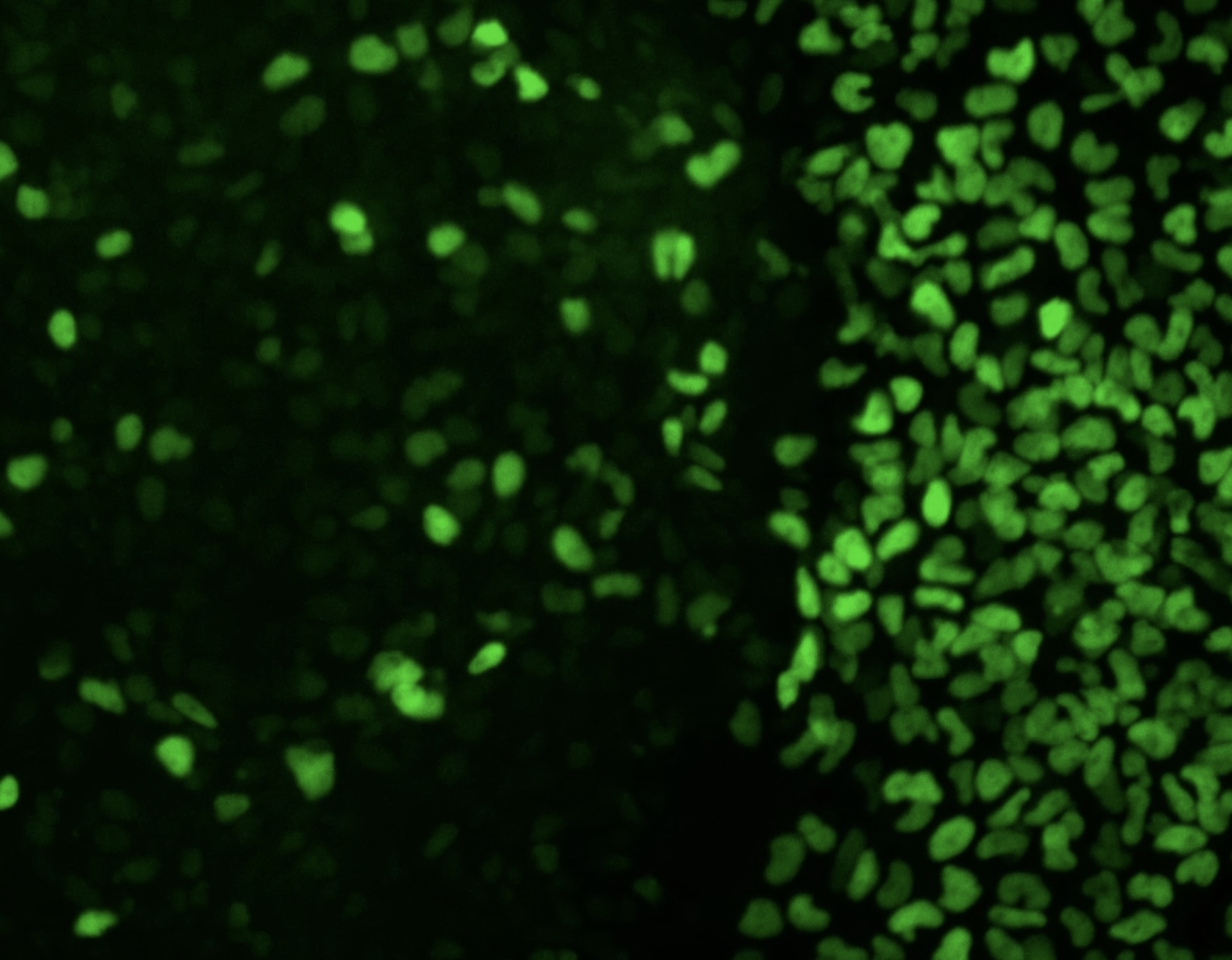 From TF dosage to cellular and morphological outcomes